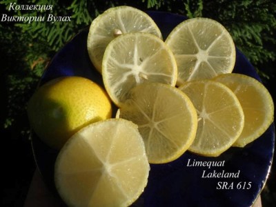296 Limequat 